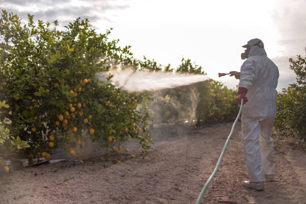 Best Pest Control for Restaurants  in Woodland Park, CO