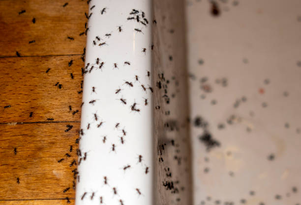 Best Bird Control  in Woodland Park, CO