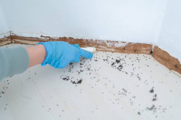 Best Affordable Pest Control Services  in Woodland Park, CO